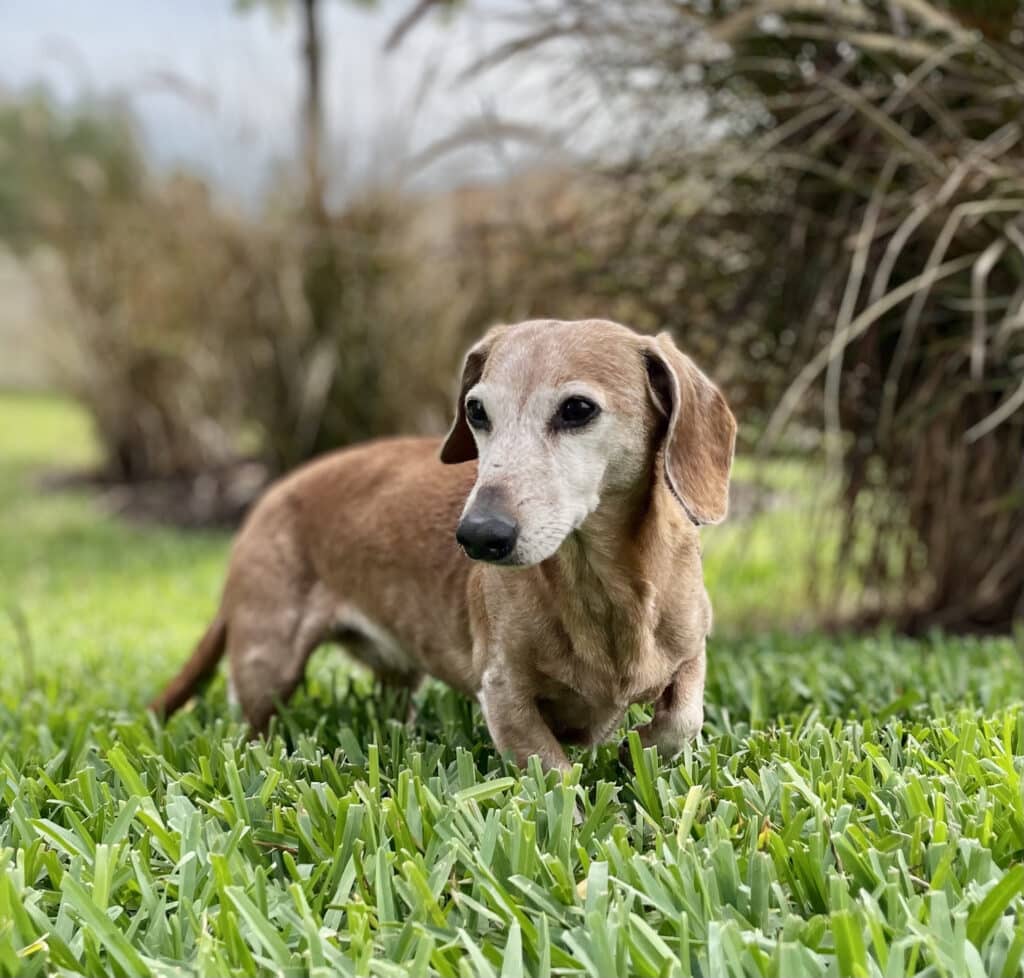Senior Dog Roxanne Why Should You Adopt a Senior Doxie? | DARE to Rescue